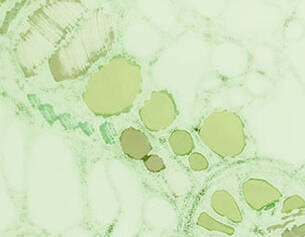 Pure Ceramides