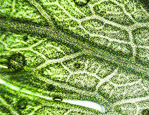 2.0% Licorice Root Extract (dipotassium glycyrrhizate) + 0.2% Purple Rice Extract