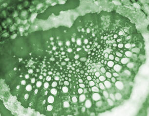 Eucalyptus leaf
